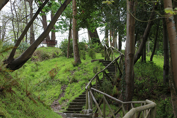 Plan director de arbolado