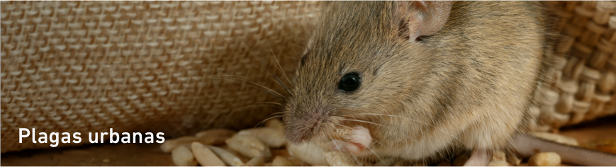 Plagas urbanas
