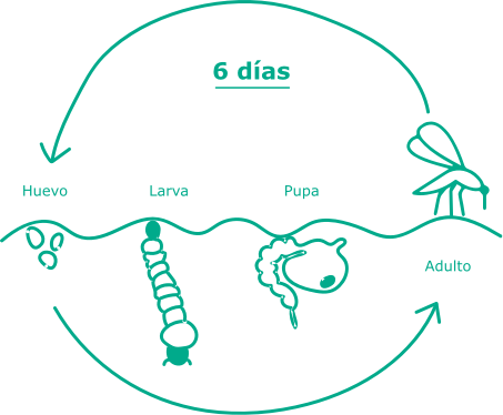 Esquema de la época de actividad del mosquito tigre