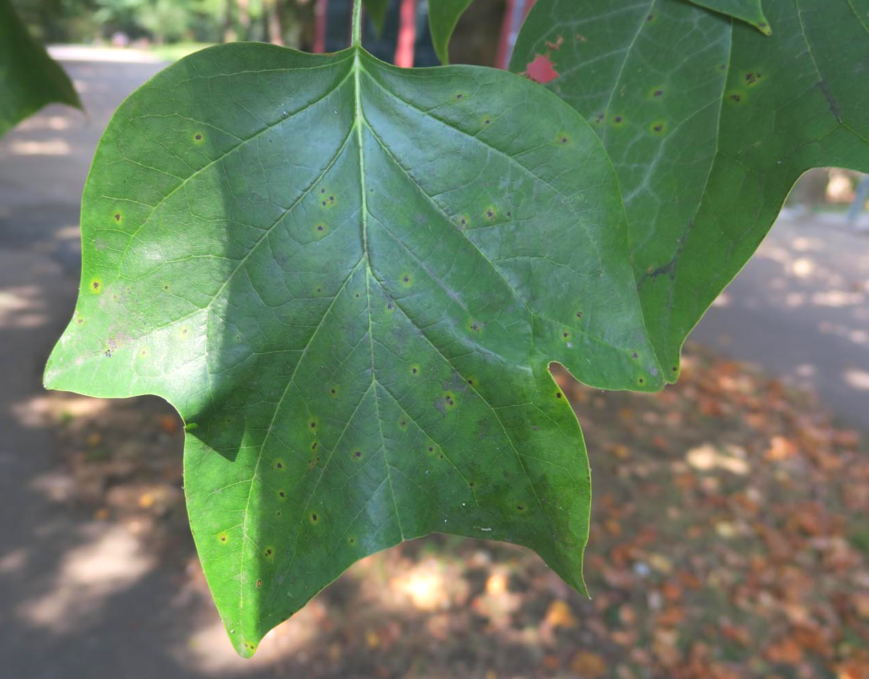 Tulípero de Virginia