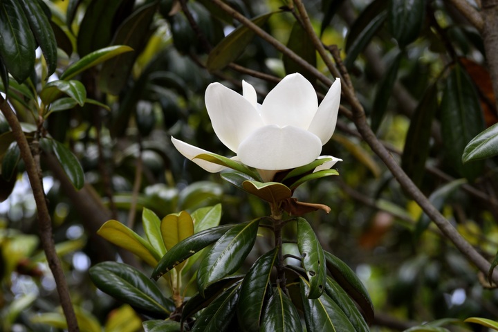 Magnolio