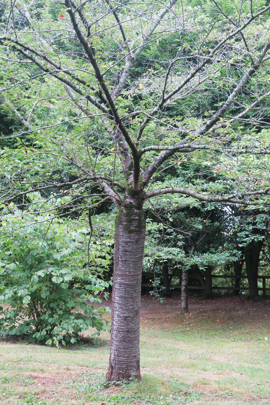 Cerezo japonés de Yedón