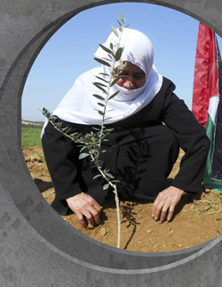 'Sodepaz y Biladi (Palestina). 2014' irudia