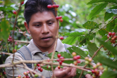 'Kafea, sorotik kikarara. 2018' irudia