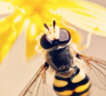 Aranzadi: 'Polinizatzaileak greban'