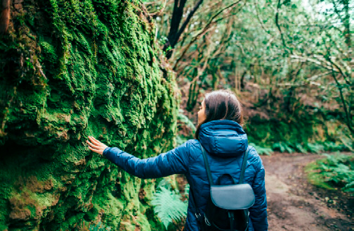 Excursión: 'Baño de bosque en Ulia'