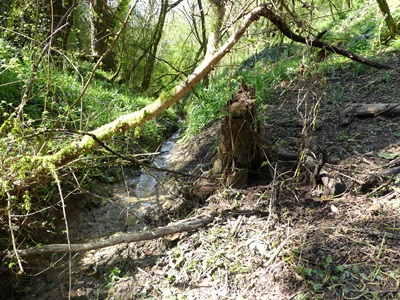 Foto: El ayuntamiento ha retirado plantas invasoras en las regatas Ollola y Zapatari
