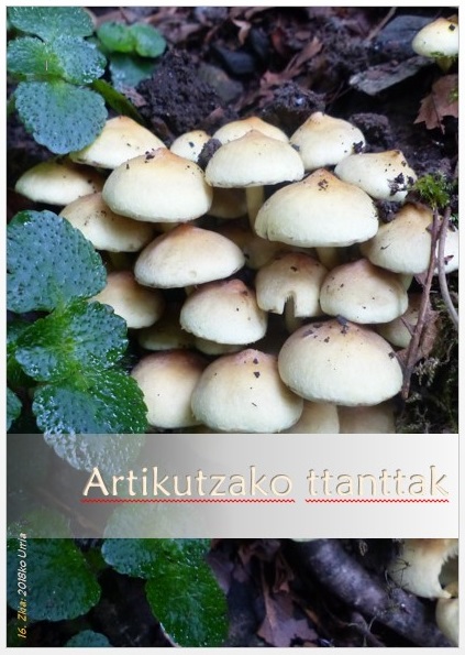 Portada Artikutzako ttanttak