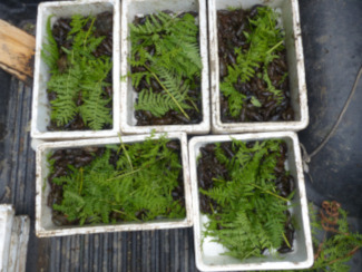 Fotografía de helechos en macetas