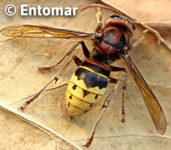 Vespa crabro