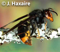 Vespa velutina