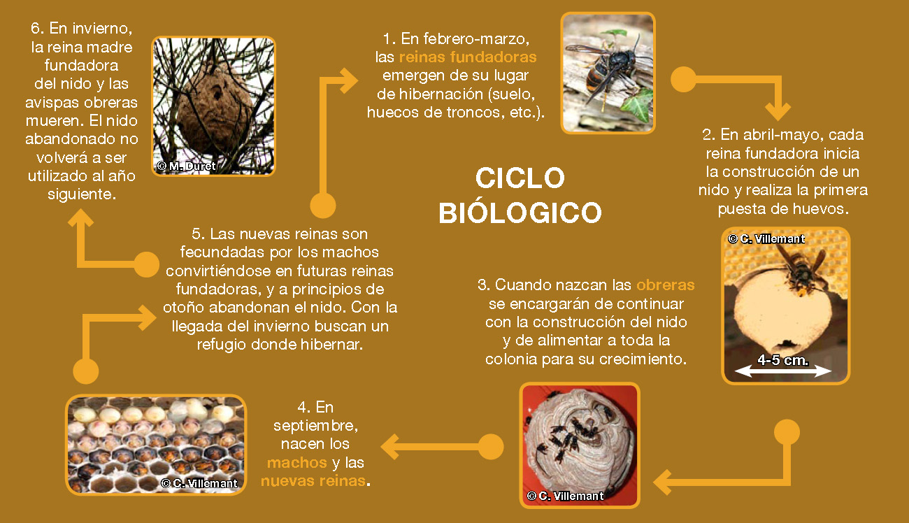 Ciclo Biológico