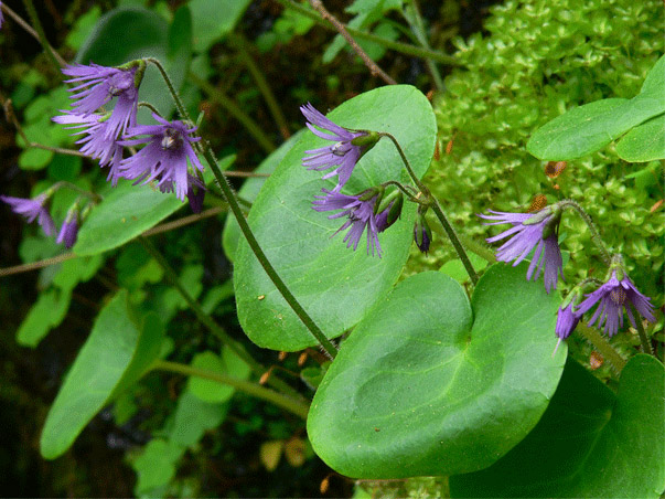 Soldanella villosa, Kantauri aldeko endemismoa