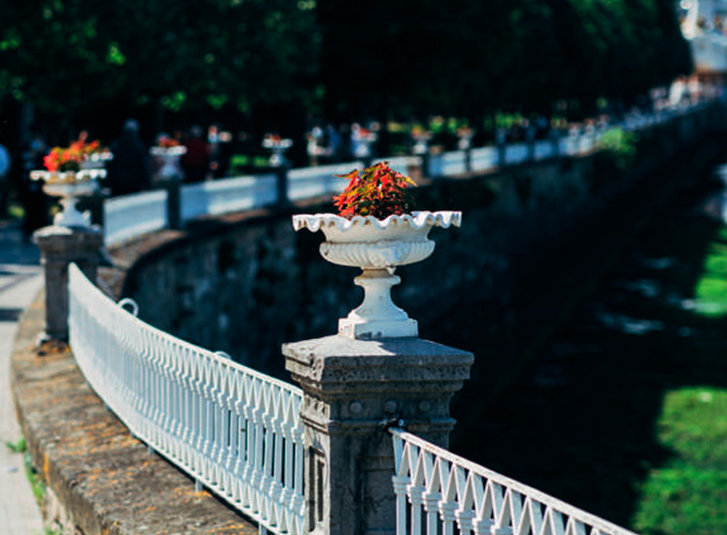 Flor en el Paseo de Francia