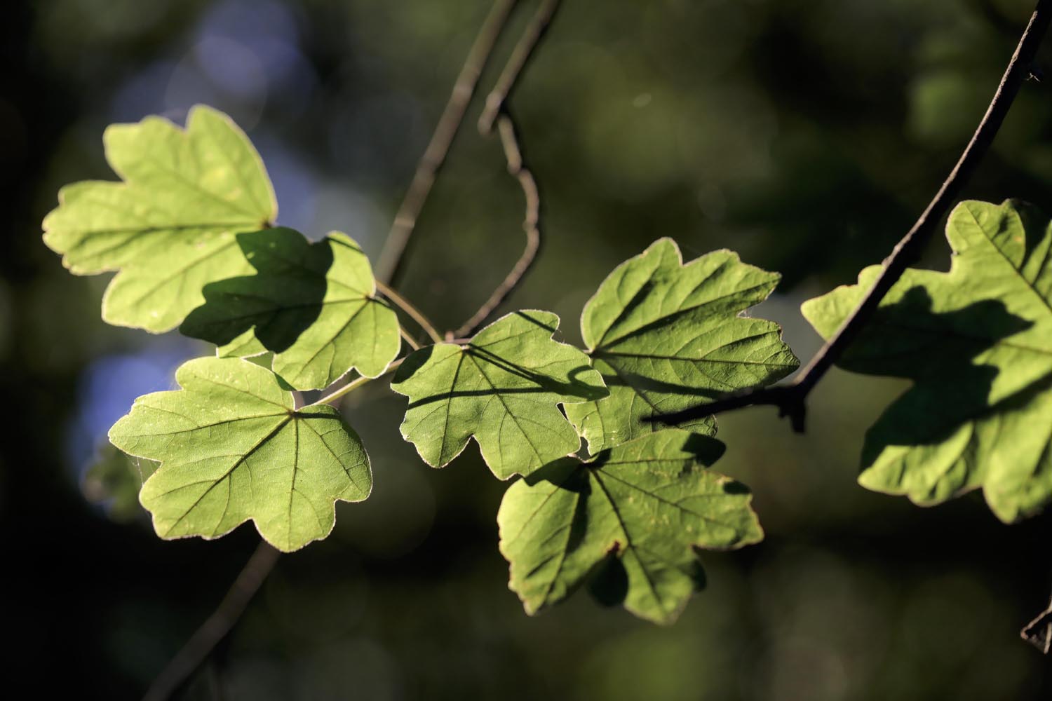 Acer campestre - Hojas