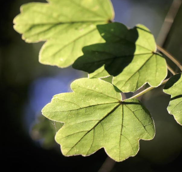 Acer campestre - Fruituak